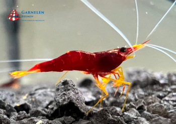 Preview: Set 10 x Yellow Nose - Caridina spinata Garnelen